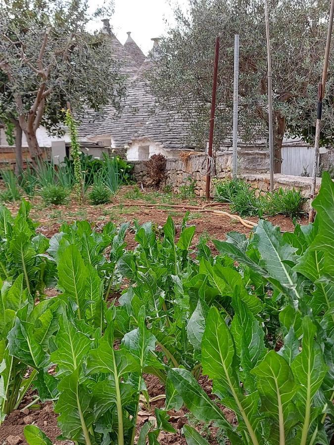 فيلا Il Trullo Di Giada E Mattia ألبيروبيللو المظهر الخارجي الصورة