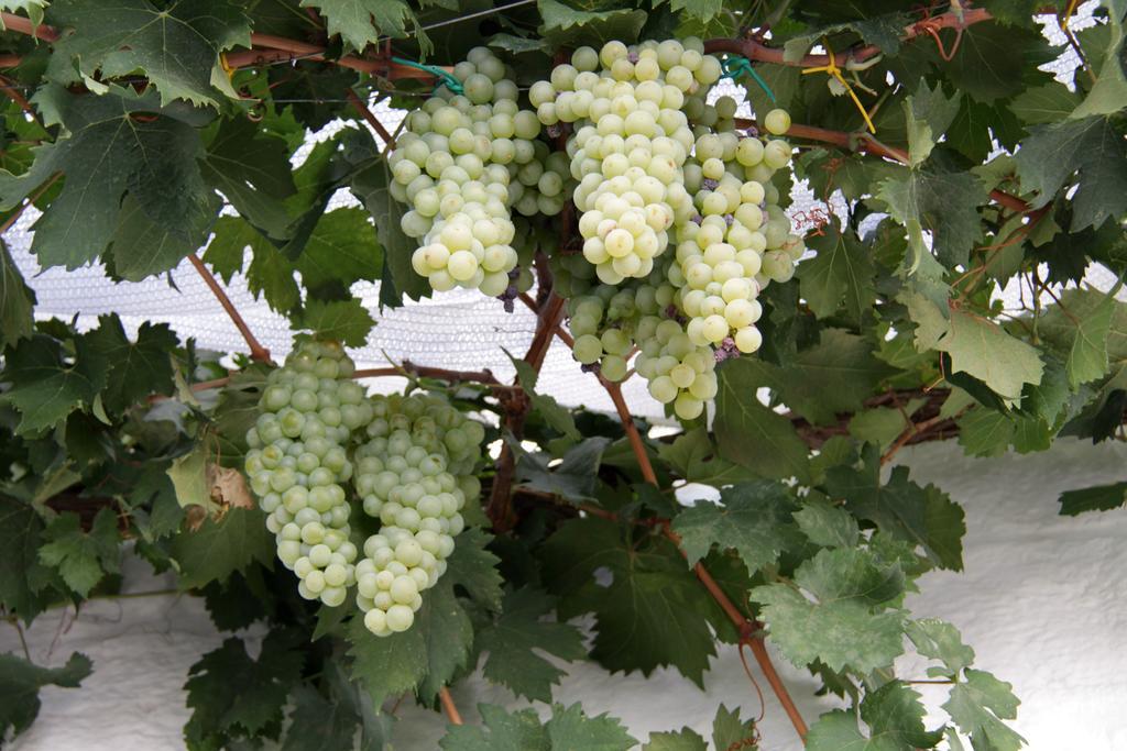 فيلا Il Trullo Di Giada E Mattia ألبيروبيللو المظهر الخارجي الصورة