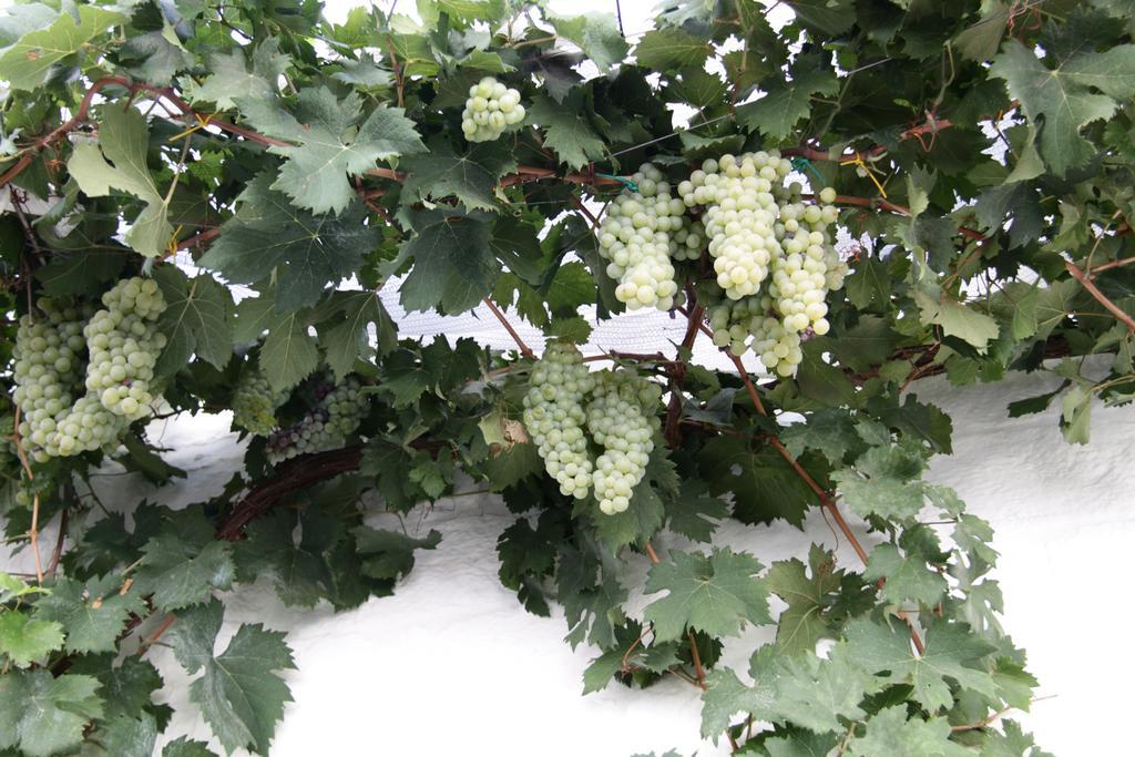 فيلا Il Trullo Di Giada E Mattia ألبيروبيللو المظهر الخارجي الصورة